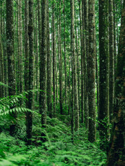 Peaceful woodland with vertical trunks, green canopy light, and lush forest floor vegetation for eco design use.