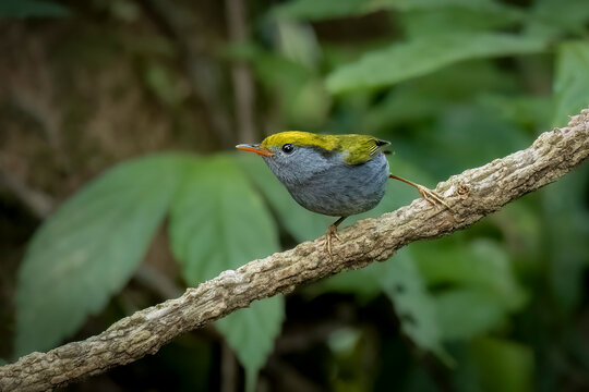 slaty-bellied tesia, hailand