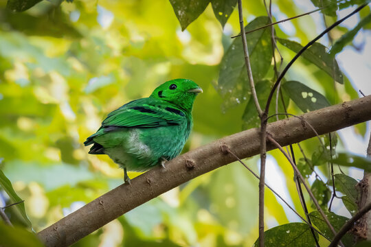 green broadbill,, thailand