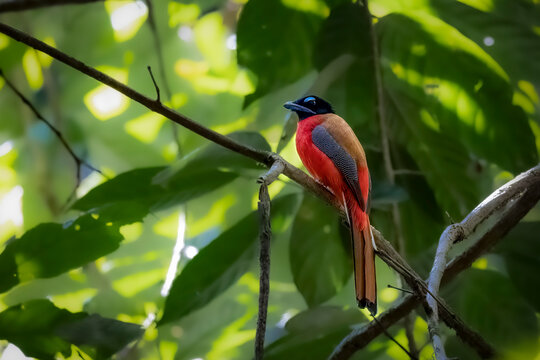 scarlet-rumped trogon, thailand