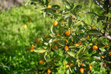 Orange Jessamine (Murraya paniculata)