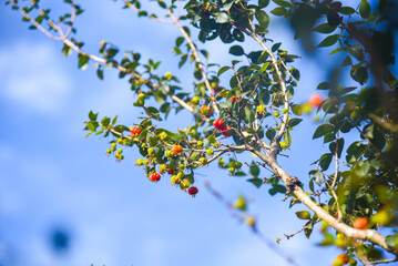 Ripe fruits of the pitanga tree (Eugenia uniflora)