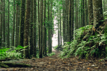 Peaceful wooded path through dense forest, perfect for meditation, calmness, and eco themes.