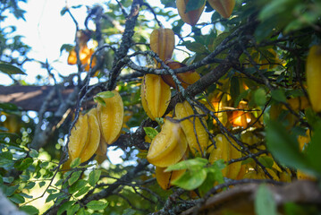 Starfruit (Averrhoa carambola) Fruits.