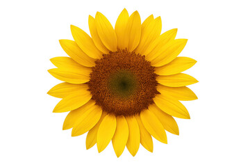 Bright yellow sunflower blossom blooming on transparent background