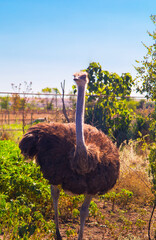 Curious ostrich in the zoo close up view
