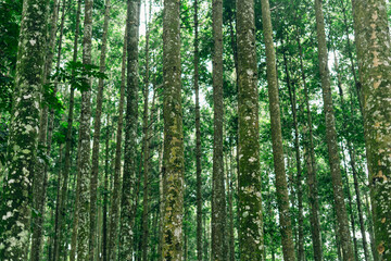 Forest canopy with sunlight and ferns, ideal for outdoor relaxation and nature inspiration.