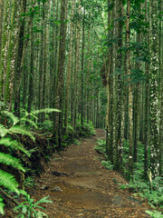 Peaceful forest path through lush trees, great for outdoor adventure and travel exploration.