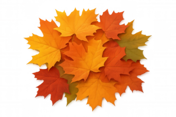 Autumn leaves arrangement in vibrant fall colors, representing seasonal change, harvest, and nature aesthetics on a transparent background