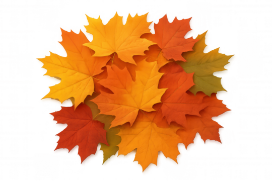 Autumn leaves arrangement in vibrant fall colors, representing seasonal change, harvest, and nature aesthetics on a transparent background