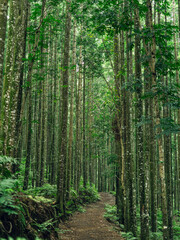 Pathway through dense green forest, ideal for travel, hiking, and sustainable nature imagery.