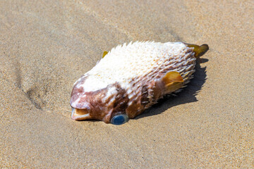 Dead puffer fish washed up on the beach sand in Thailand.