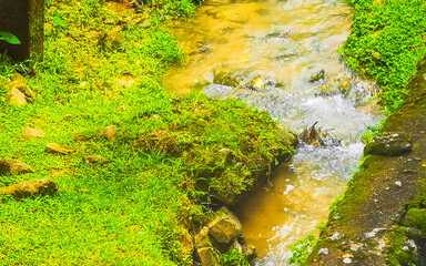 Green river stream in tropical nature with plants flowers Thailand.