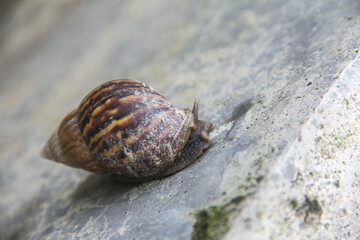 Lissachatina fulica or land snail belonging to the achatinidae tribe, is a large land snail that...