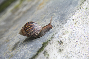 Lissachatina fulica or land snail belonging to the achatinidae tribe, is a large land snail that...