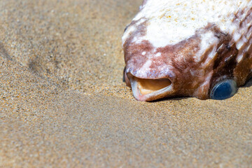 Dead puffer fish washed up on the beach sand in Thailand.