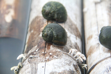 Pila ampullacea linnaeus or rice field snail, a species of snail that lives in watery and muddy areas, rice field snails on dry wood in a pond
