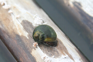 Pila ampullacea linnaeus or rice field snail, a species of snail that lives in watery and muddy areas, rice field snails on dry wood in a pond