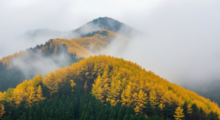 The golden autumn morning mist surrounds the mountains and forests