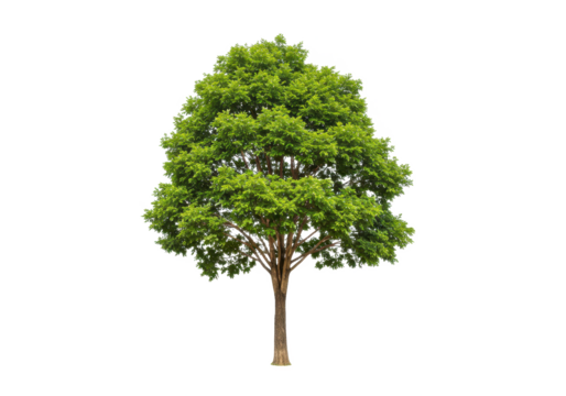 Lush green tree with vibrant foliage isolated on transparent png - Powered by Adobe