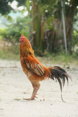 Rooster or Gallus gallus domesticus which has beautiful and bright colored feathers