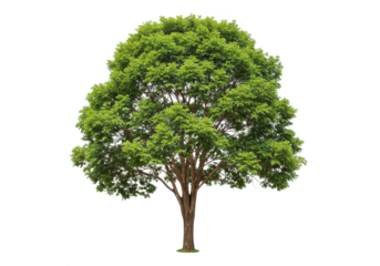 Lush green tree with a sturdy trunk isolated on transparent png