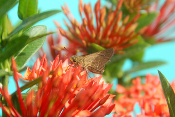 Skipper butterfly or euphyes vestris in the hesperlidae family