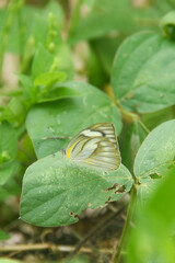 Appias libythea, the striped albatross, is a small butterfly of the family Pieridae, that is, the yellows and whites