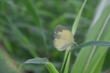 Appias libythea, the striped albatross, is a small butterfly of the family Pieridae, that is, the yellows and whites