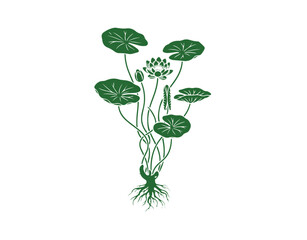 Green outline of the Yellow water-lily (Nuphar lutea) plant featuring its leaves, flower, and rhizome set against a white background

