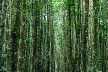 Lush woodland with vertical trunks and sunlight filtering through for eco travel visuals