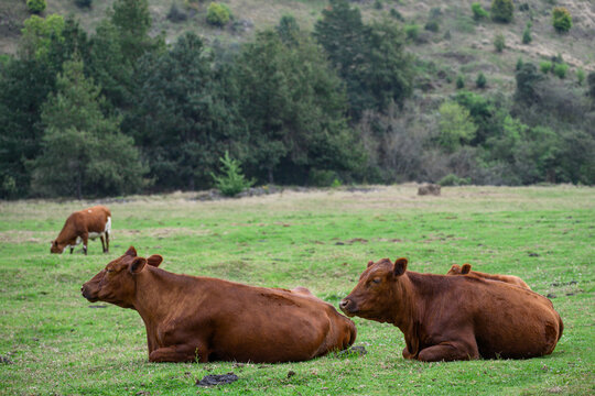 Brown cows laying in a green field