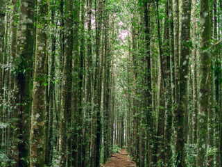 Lush tropical forest with dense vegetation, sunlight beams, and rich textures perfect for eco or travel backgrounds