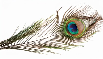 Elegant Peacock Feather with Detailed Eye Spot Isolated
