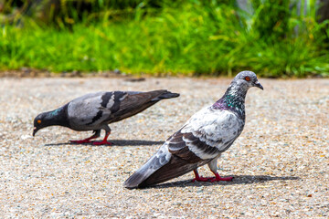 Pigeon pigeons bird birds searching for food on the street.