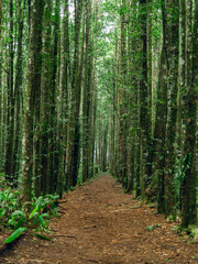 Tranquil hiking trail in dense rainforest, great for outdoor exploration and eco travel themes.