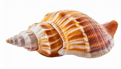 Large Striped Seashell Isolated on White Background