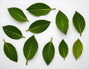 Obraz premium Fresh Mint Leaves Arrangement White Surface