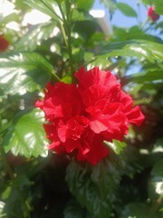 Tropical red flower blooming under bright sunlight