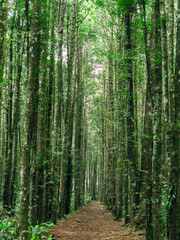 Peaceful forest trail surrounded by tall trees, perfect for nature, travel, and outdoor adventure.