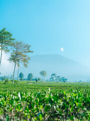Organic green tea plantation with scenic mountains, symbolizing eco friendly agriculture and wellness