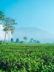 Scenic green tea plantation on mountain slopes, highlighting sustainable farming and healthy lifestyle.