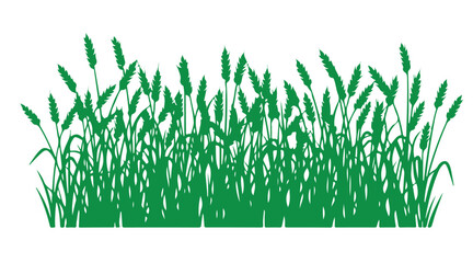 Outline of wheat in a vector style. Silhouette. Wheat growing in a field against a white backdrop.