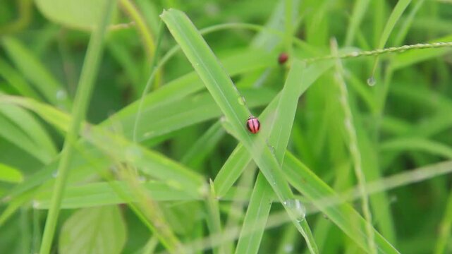 Ladybugs or ladybirds are small beetles that form the family Coccinellidae, ladybugs that are found in green grass in the morning