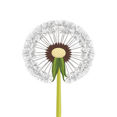 Detailed Dandelion Digital Illustration with Seeds Brown Center Green Stem on White Background Square Format Detailed Single Object for Stock Photography
