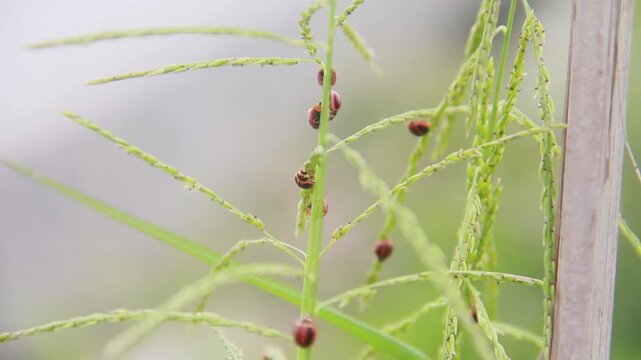 Ladybugs or ladybirds are small beetles that form the family Coccinellidae, ladybugs that are found in green grass in the morning