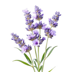 Fototapeta premium Delicate purple lavender sprigs blooming vividly against a deep black canvas isolated on transparent background