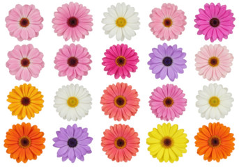 Vibrant Gerbera Daisy Flowers in a Colorful Array  isolated on transparent png