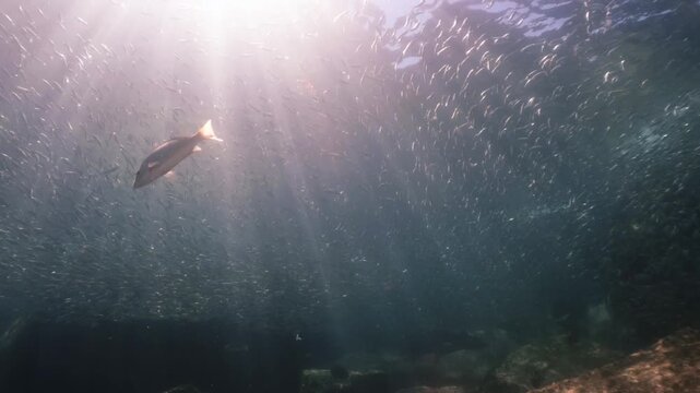 A school of sardines shimmering brilliantly under sunlight, gracefully swimming together underwater in slow motion. The silver fish reflect dazzling light as they swim through clear blue ocean water, 
