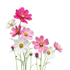 Vibrant cosmos flowers in shades of pink and white captured in full bloom isolated on transparent background